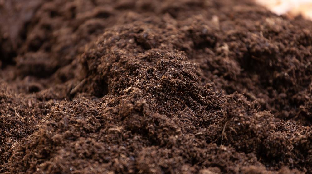 Why Topsoil Quality Matters for Landscaping in Fairhope, AL